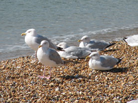 Bournemouth
